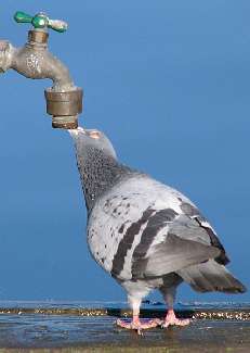 nauka jazdy kategoria B w Pile