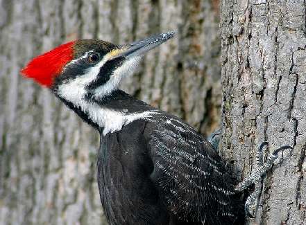 nauka jazdy kategoria a Piła