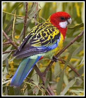 mechanicy samochodu Czarnków