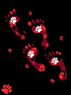 Pila kat B prawo jazdy