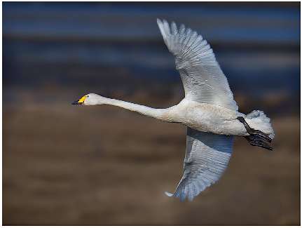 szkoła jazdy kategoria am Piła