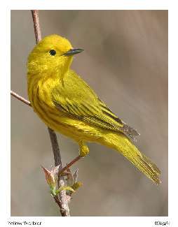 nauka jazdy kategoria b w Pile