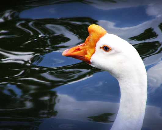 prawo jazdy kat ce Piła