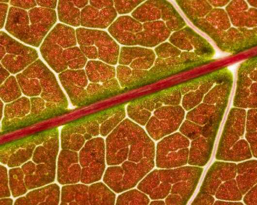 prawo jazdy kat ce w Pile