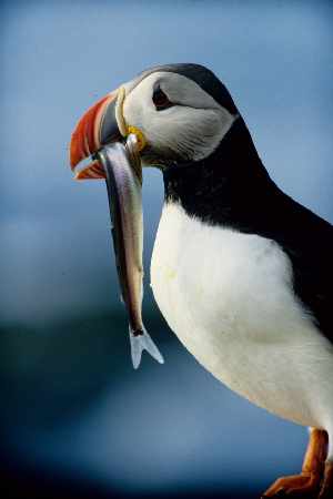 nauka jazdy Piła kat A