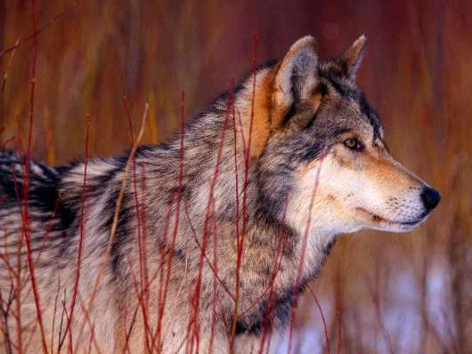 szkoła jazdy kat c w Pile