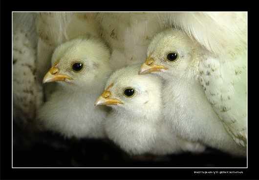 prawo jazdy kat be w Pile