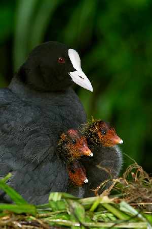nauka jazdy Piła cena