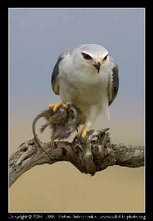 Piła szkoła jazdy kategoria ce