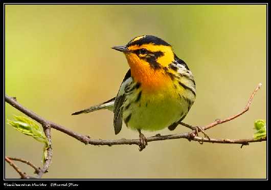 prawo jazdy kat am w Pile