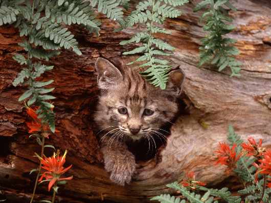 Piła prawo jazdy kategoria a