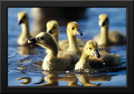 szkola jazdy kat B Pila