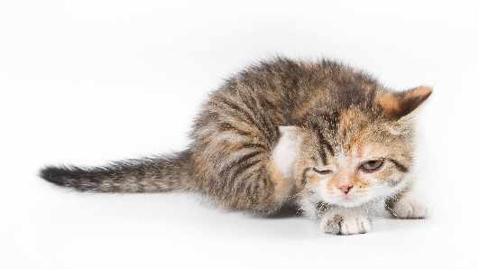 Piła nauka jazdy kategoria be