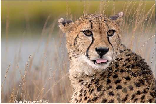 szkoła jazdy Piła kategoria A1