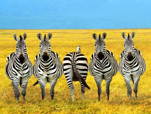 mechanik samochodu Trzcianka