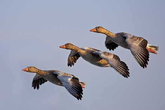 Piła nauka jazdy kat a