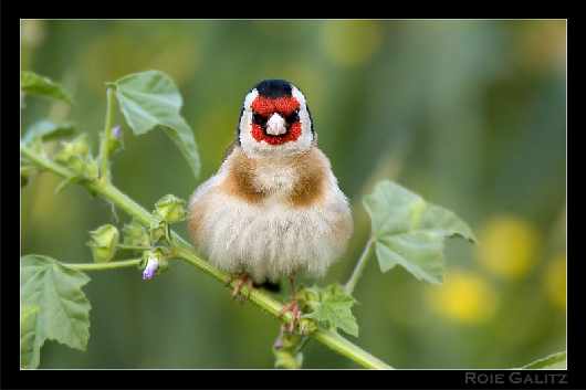 prawo jazdy kat B w Pile