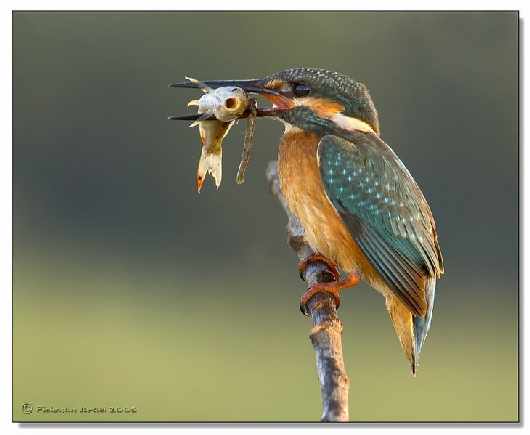 Piła kurs nauki jazdy