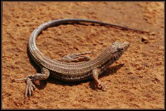 szkoła nauki jazdy Piła