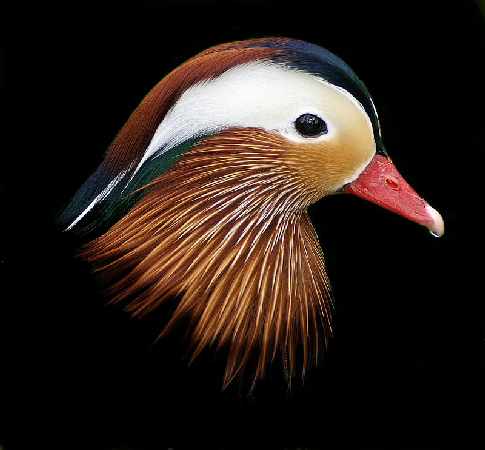 Pila kat. B prawo jazdy