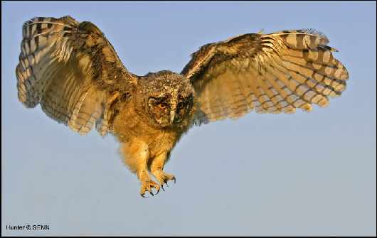 prawo jazdy kategoria be w Pile