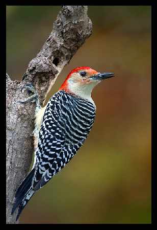 szkoła jazdy kat a Piła