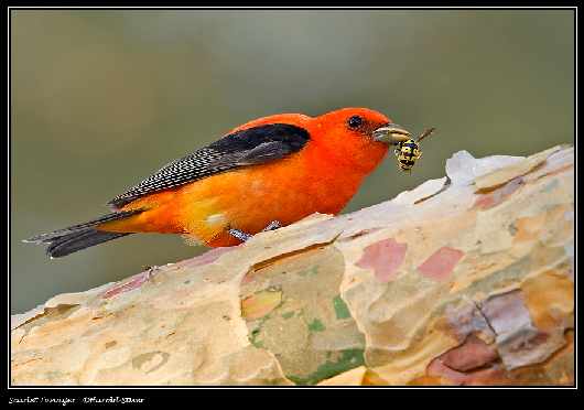 kursy prawa jazdy Piła