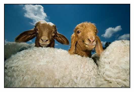 szkoła nauki jazdy Piła kategoria CE