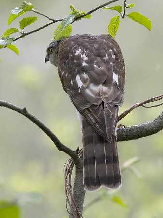 klimatyzacja samochodowa Kaczory