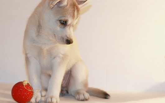 naprawa samochodu Chodzież