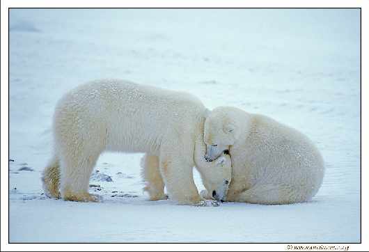 Piła kat. B prawo jazdy