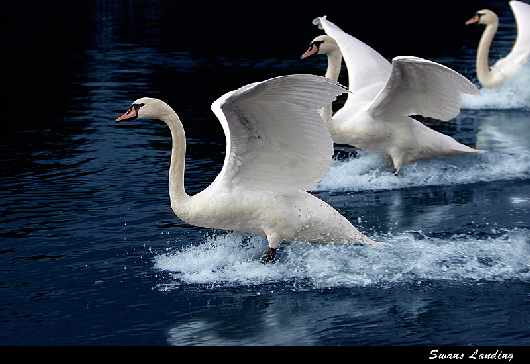 Piła prawo jazdy kategoria be