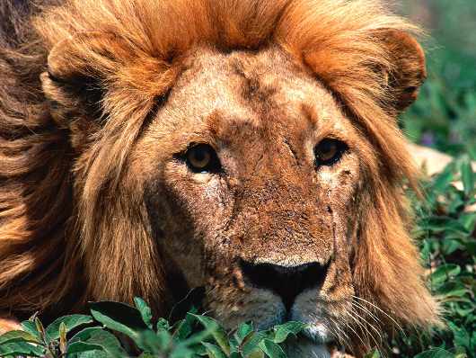 szkoła jazdy kategoria B Piła