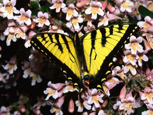 Wyrzysk warsztat samochodowy