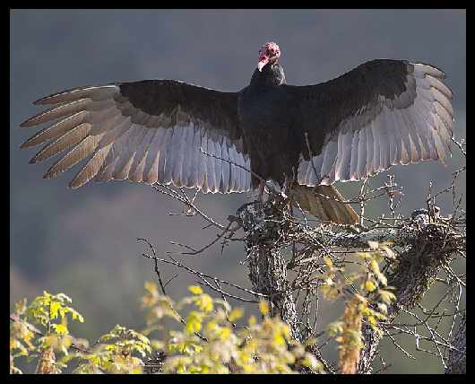 Pila kat. B nauka jazdy