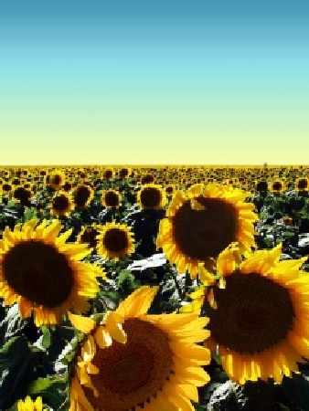 prawo jazdy kat c w Pile