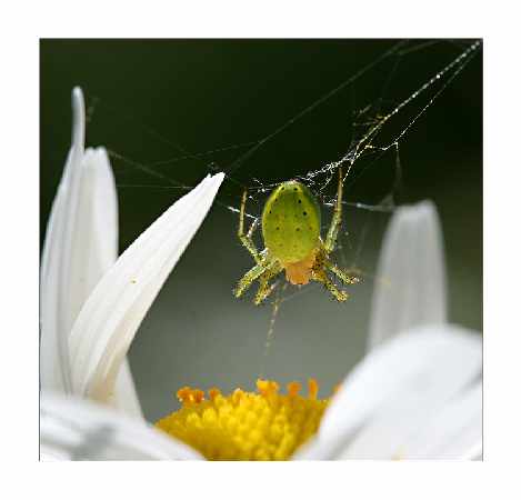 Pila kategoria B nauka jazdy